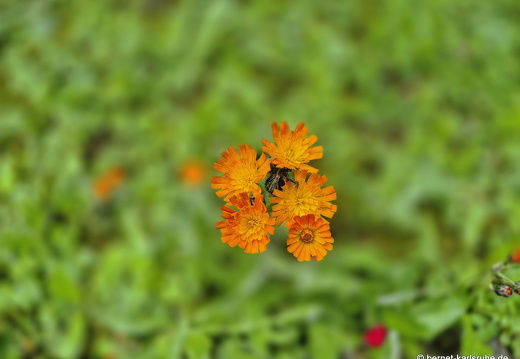 25-06-10-walter-blumenstock-habichtskraut-