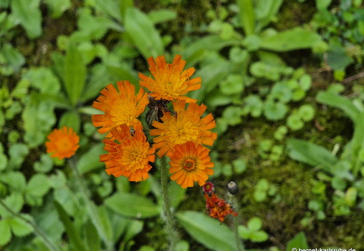 25-06-10-walter-blumenstock-habichtskraut-002
