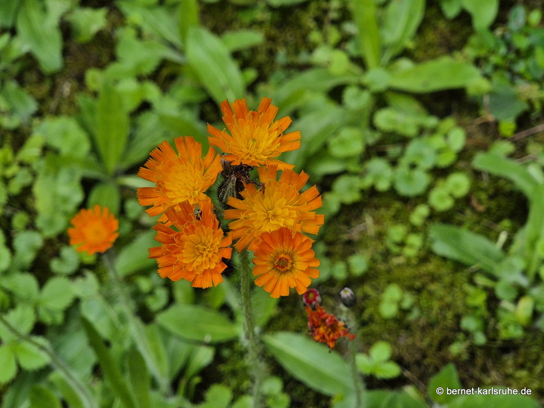 25-06-10-walter-blumenstock-habichtskraut-002.jpg
