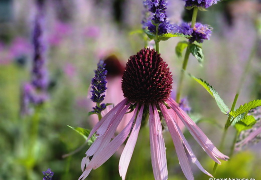 25-06-16-grabenstrasse-sonnenhut-002