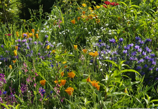 25-06-23-riesbaechle-005