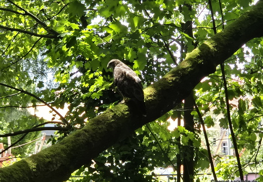 25-06-25-zwinger-bussard-jungvogel-