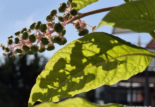 25-06-21-balkon-kermesbeere-002