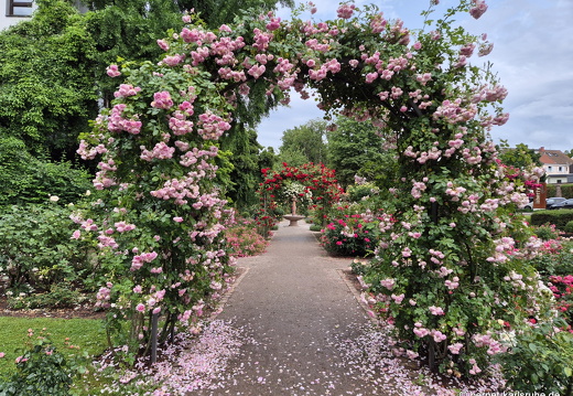 25-06-07-rosengarten-001