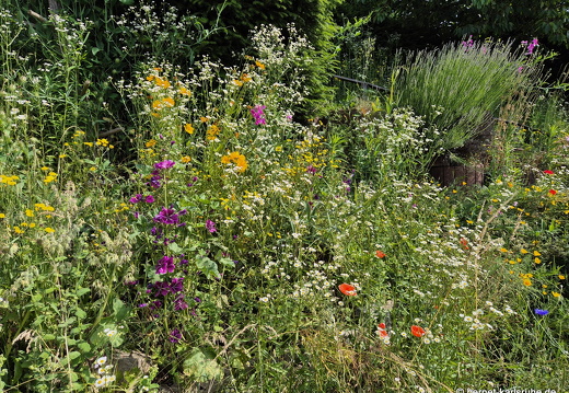 25-06-10-walter-blumenstock-garten-