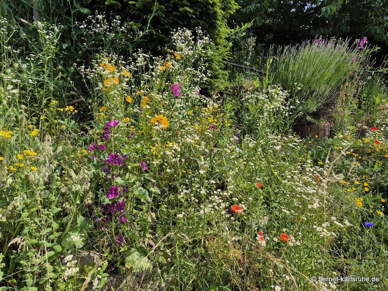 25-06-10-walter-blumenstock-garten-.jpg