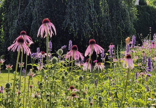 25-06-16-grabenstrasse-sonnenhut-