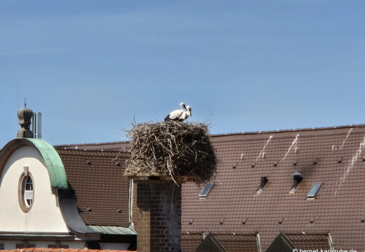 25-06-17-am marktplatz-storchennest-001