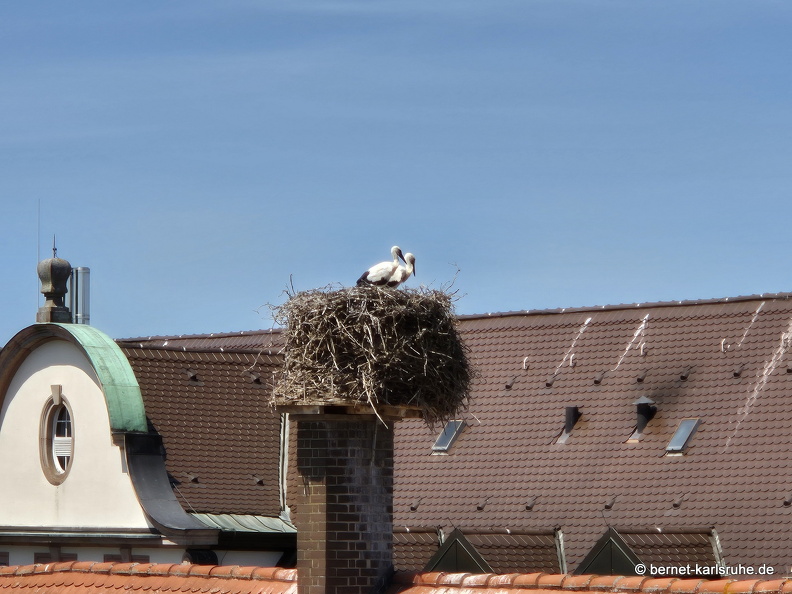 25-06-17-am marktplatz-storchennest-001.jpg