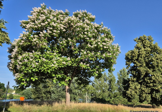 25-06-22-gifiz-see-014