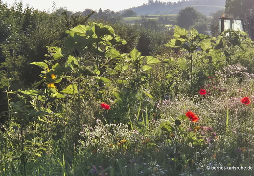 25-06-30-am riesbaechle-sommerwiese-