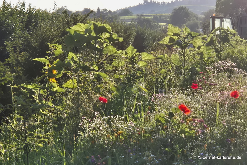 25-06-30-am riesbaechle-sommerwiese-.jpg