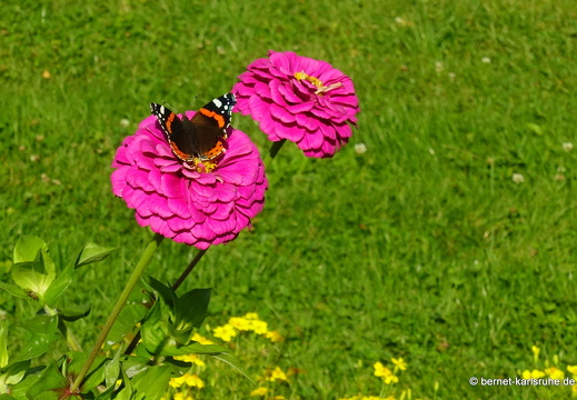 24-09-17-marienbad-kurpark-admiral--001