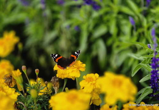 24-09-17-marienbad-kurpark-admiral--002