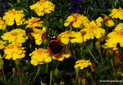 24-09-17-marienbad-kurpark-admiral--004