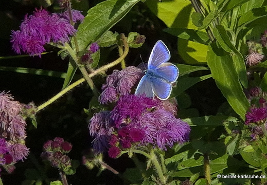 24-09-17-marienbad-kurpark-blaeuling-