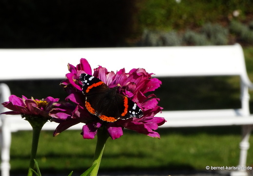 24-09-17-marienbad-kurpark-admiral--006