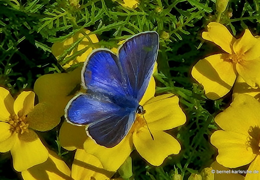 24-09-17-marienbad-kurpark-blaeuling-003