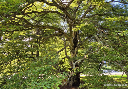 24-09-17-marienbad-park-075