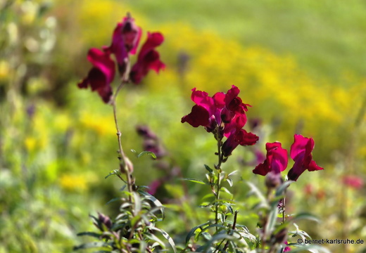 24-09-19-mb-kurpark-003