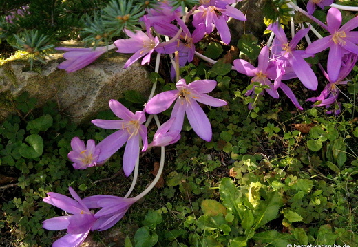 24-09-19-mb-lunapark-herbstzeitlosen-