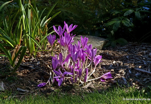 24-09-21-mb-lunapark-herbstzeitlosen-