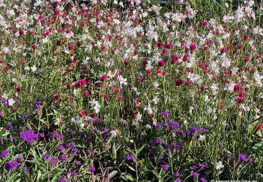 24-09-23-mb-kurpark-