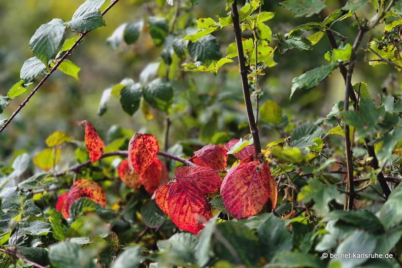 24-09-29-mb-letzter tag-kamzik-007.jpg