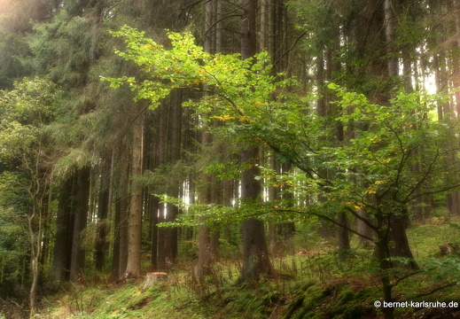 24-09-29-mb-letzter tag-kamzik-023