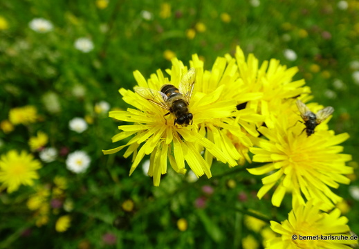 24-06-26-rigi-bergflora-002