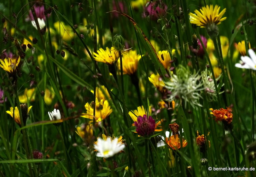 24-06-26-rigi-bergflora-005