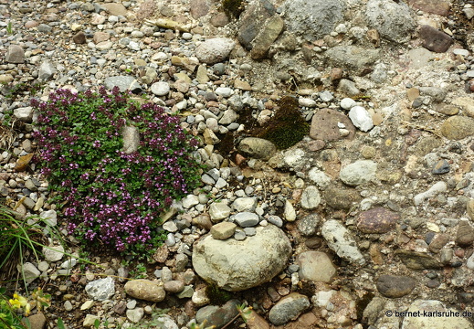 24-06-26-rigi-blumenweg-003