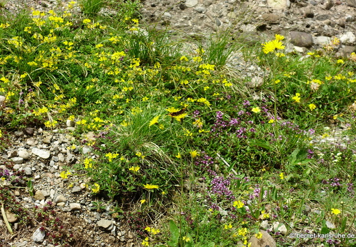 24-06-26-rigi-blumenweg-011