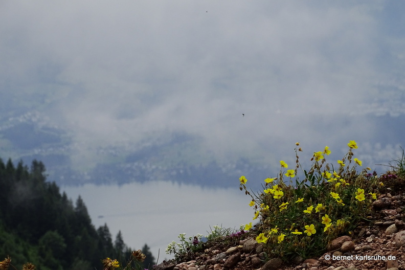 24-06-26-rigi-blumenweg-aussicht-013.jpg