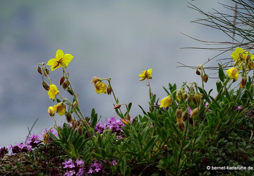 24-06-26-rigi-blumenweg-bergflora-003