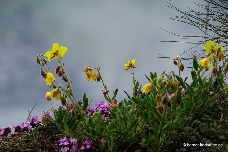 24-06-26-rigi-blumenweg-bergflora-003.jpg