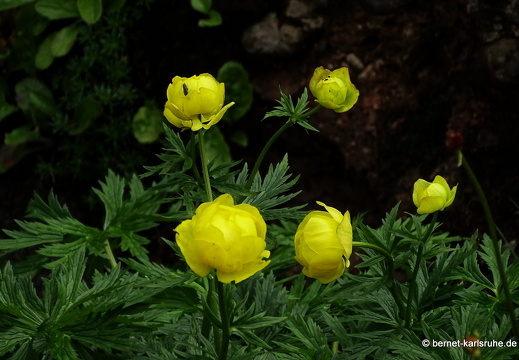 24-06-26-rigi-blumenweg-bergflora-013