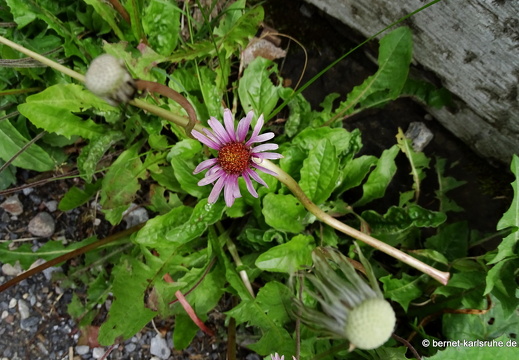 24-06-26-rigi-blumenweg-bergflora-014