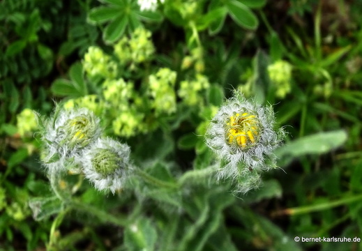 24-06-26-rigi-blumenweg-bergflora-zottiges habichtskraut