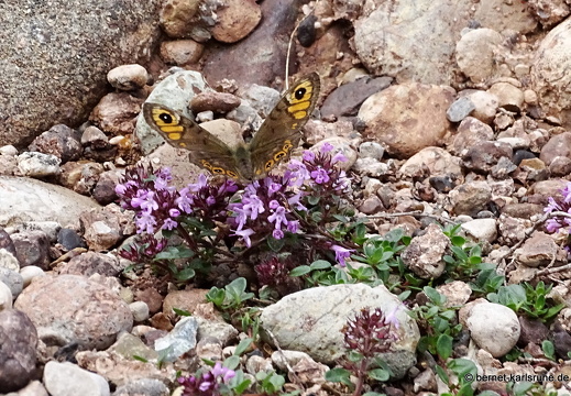 24-06-26-rigi-blumenweg-braunscheckauge-