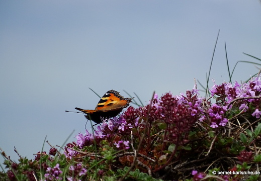 24-06-26-rigi-blumenweg-kleiner fuchs-002