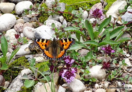 24-06-26-rigi-blumenweg-kleiner fuchs-004