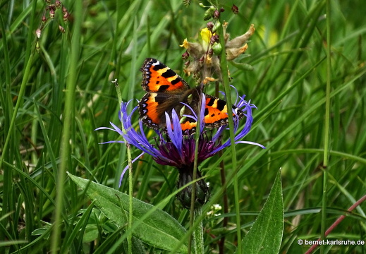 24-06-26-rigi-blumenweg-kleiner fuchs-schmetterling-015