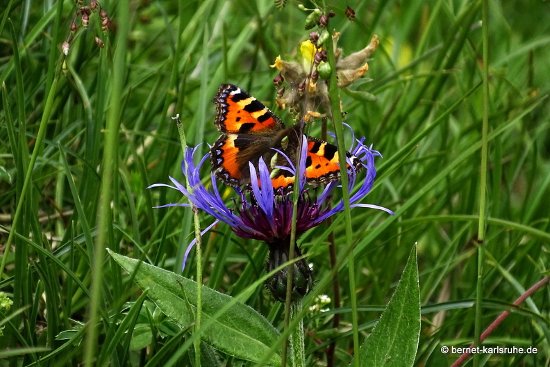 24-06-26-rigi-blumenweg-kleiner fuchs-schmetterling-015.jpg