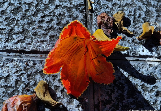 25-01-06-los llanos-034