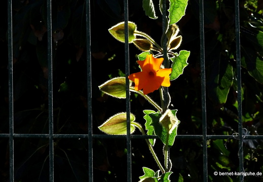 25-01-13-los llanos-032