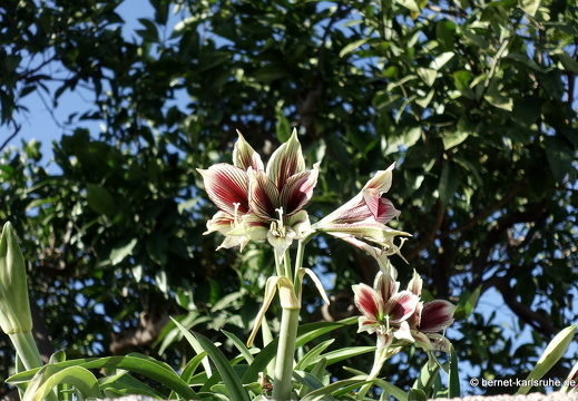 25-01-13-los llanos-063