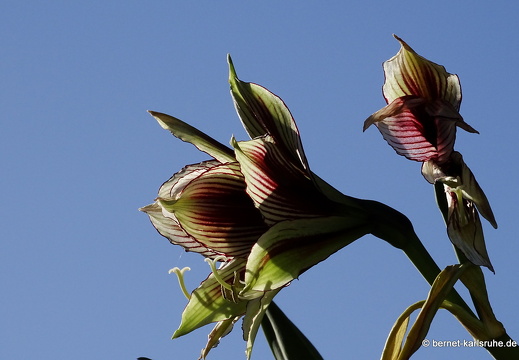 25-01-13-los llanos-066