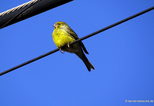 25-01-13-los llanos-kanarienvogel-003