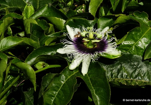 25-01-13-los llanos-passionsblume-001